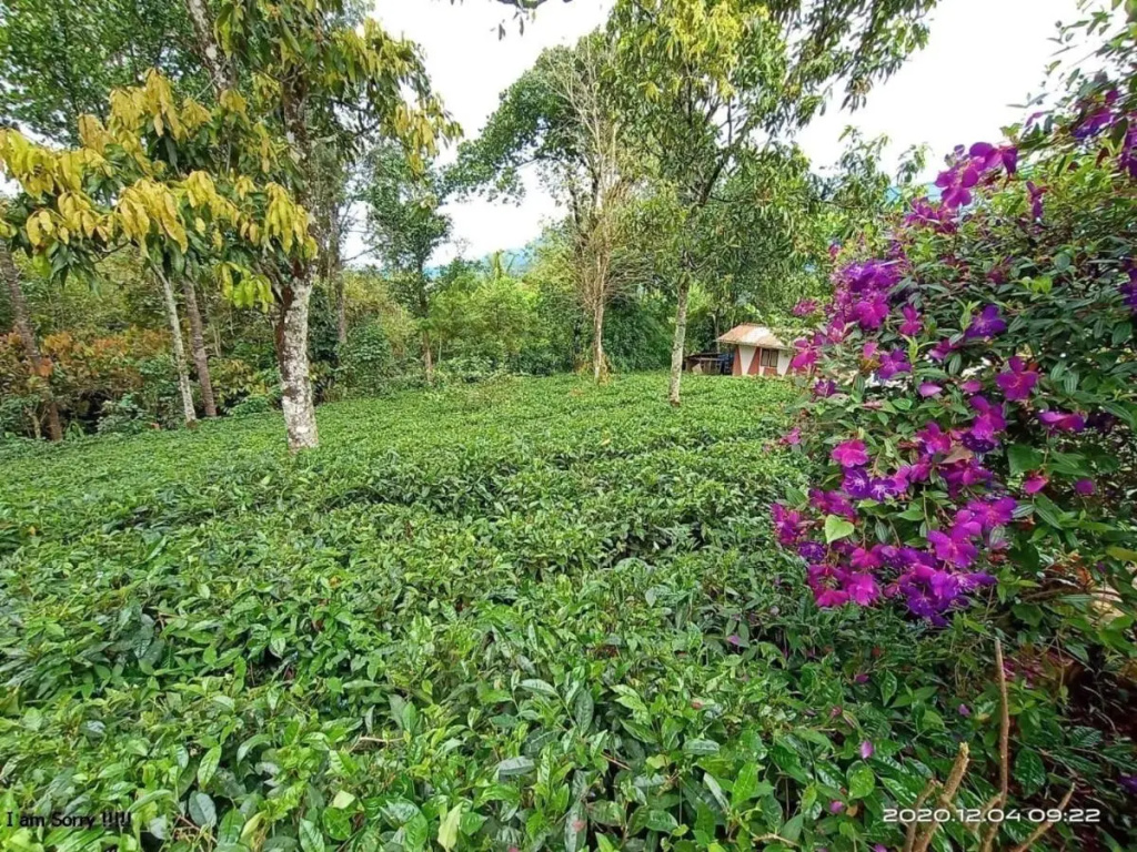 Chalona Jungle Eco Stay