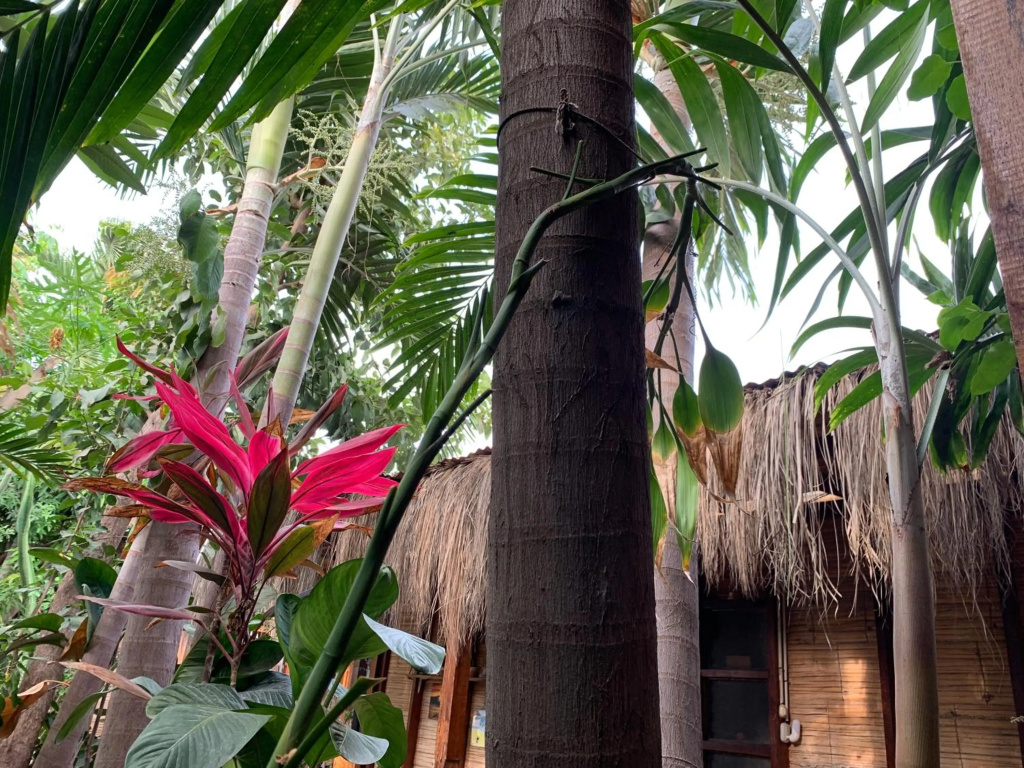 Casa Kresala, Surf House