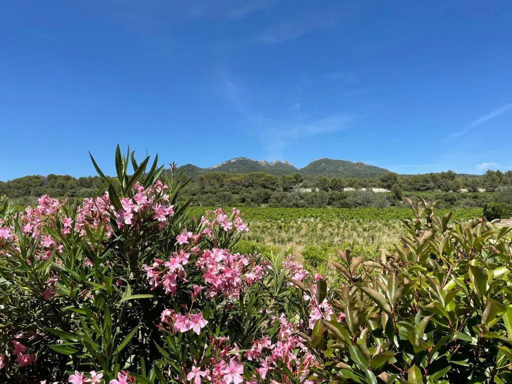 Côté Dentelles