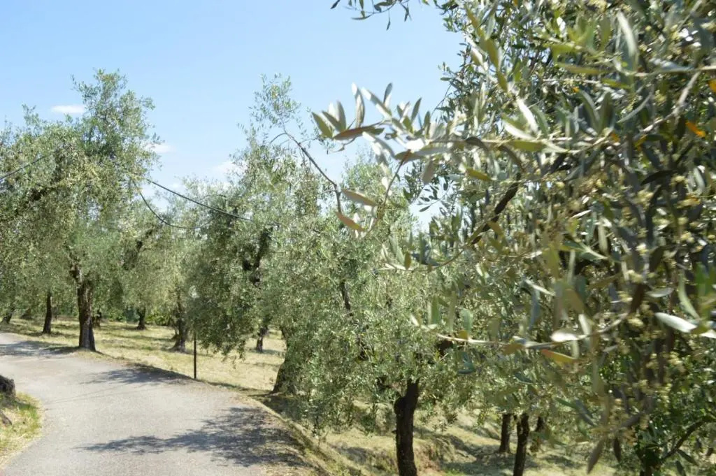 Il Podere di Tacito