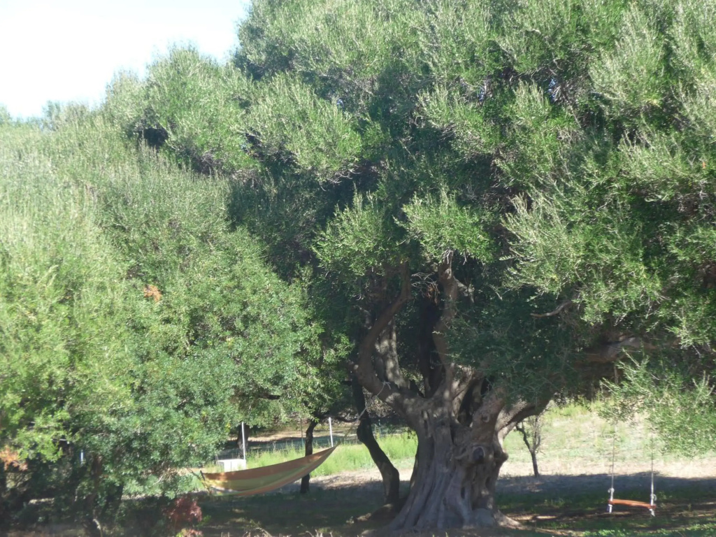 agriturismo gli olivastri - casa ginestre con piscina e vista mare