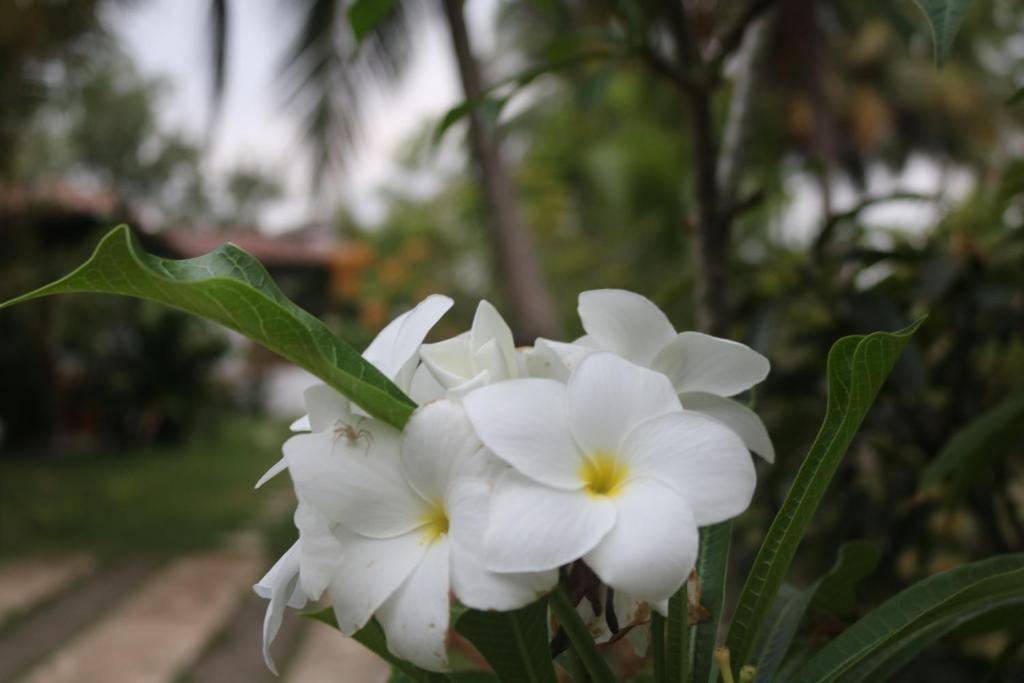 Coconut Island