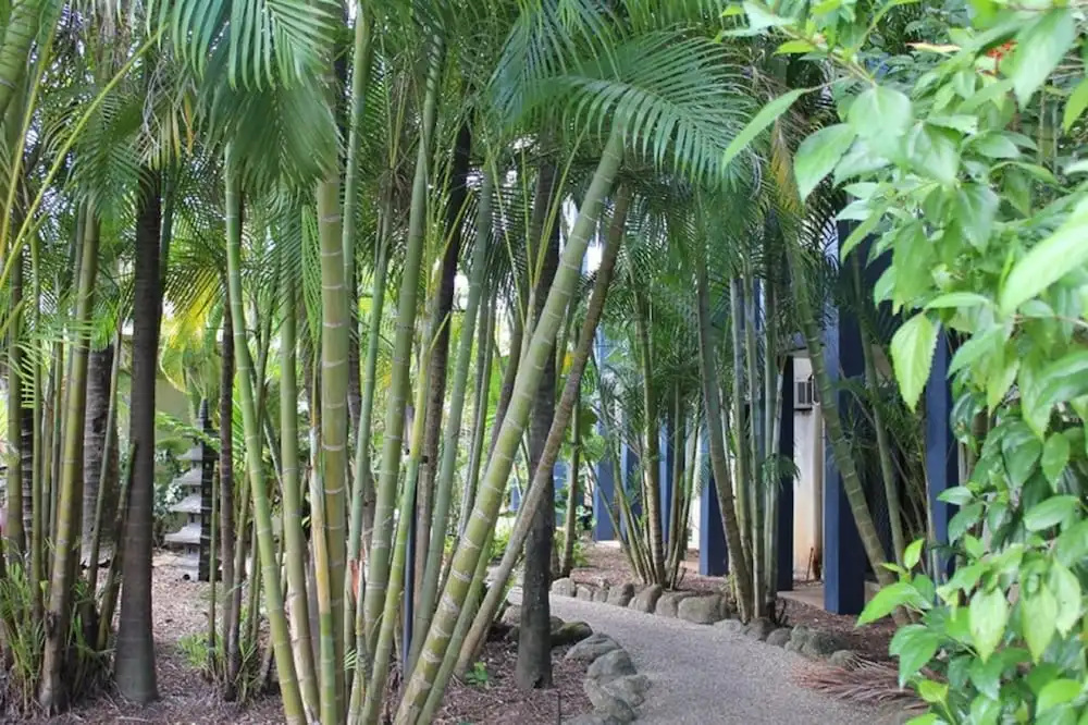 Bohemia Resort Cairns - Chambres