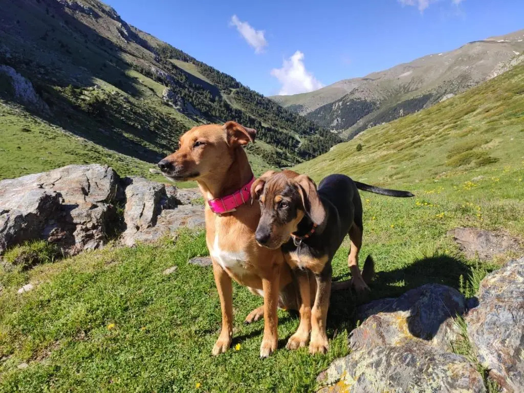 Hotel & Apartaments Vall de Núria - Chambres