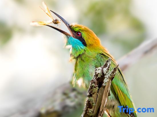 Mahoora Tented Safari Camp - Wilpattu