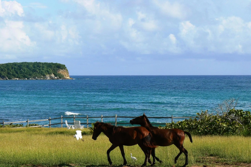 Blue Horizon Boutique Resort - Adults Only - Général