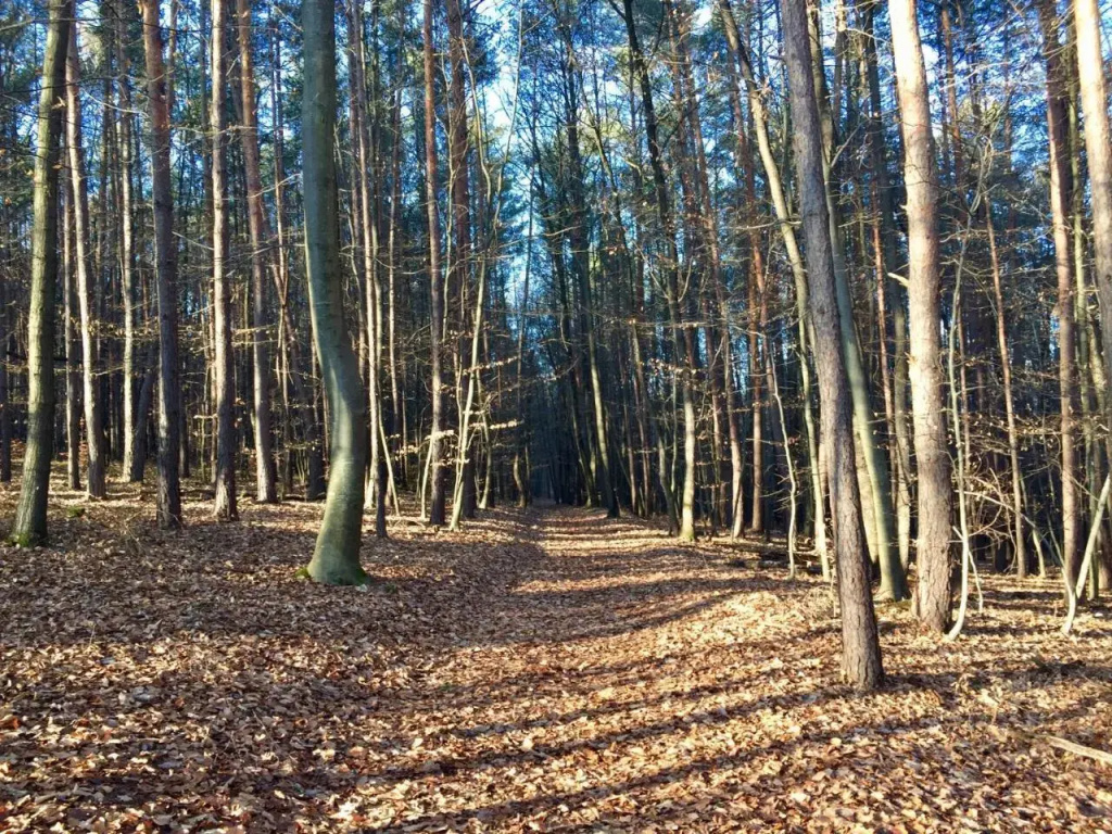 Waldfrühstückspension Familie Toth
