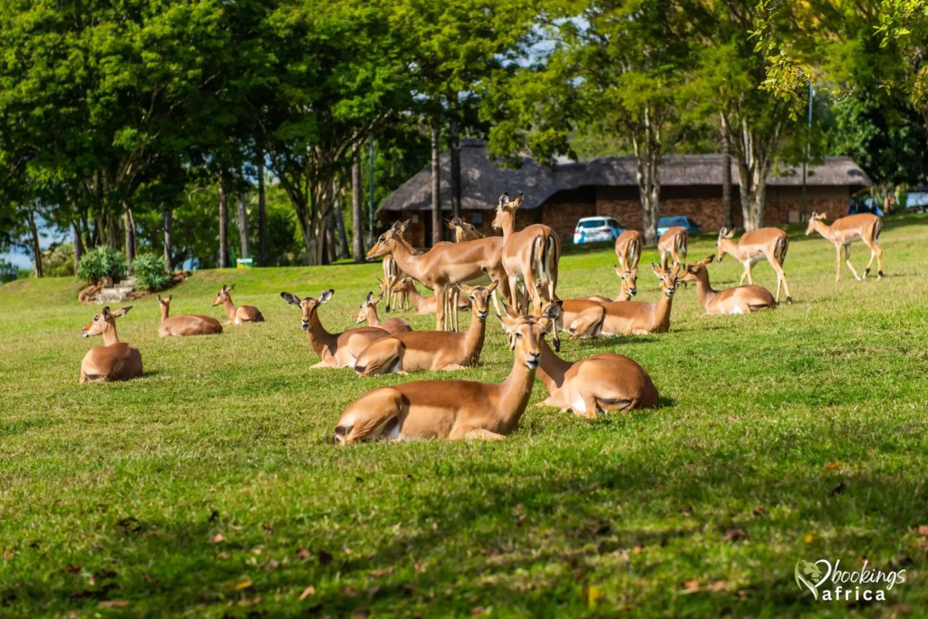 Kruger Park Lodge - фото 36