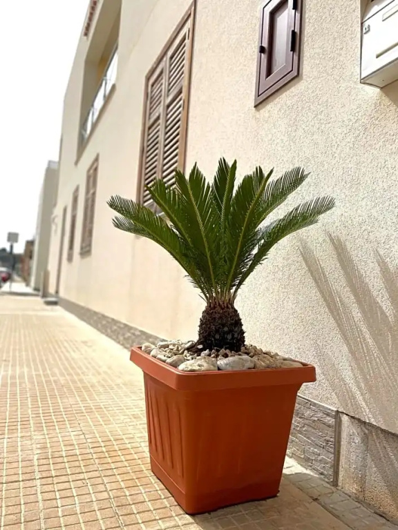 La Cycas