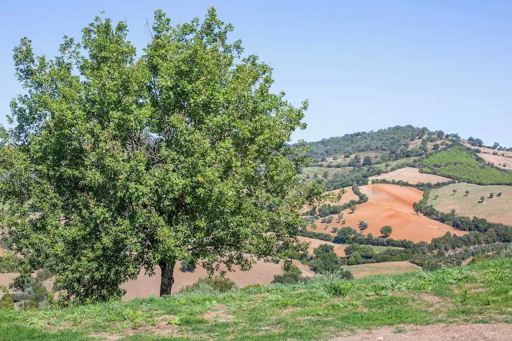 Pietra Bianca