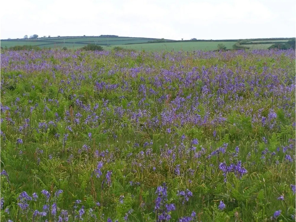 Cadson Manor - Général