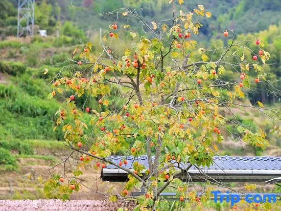 Guixiao · Yinhe Premium Aesthetic Autumn Custom Boutique Stay (Huangling Scenic Area)