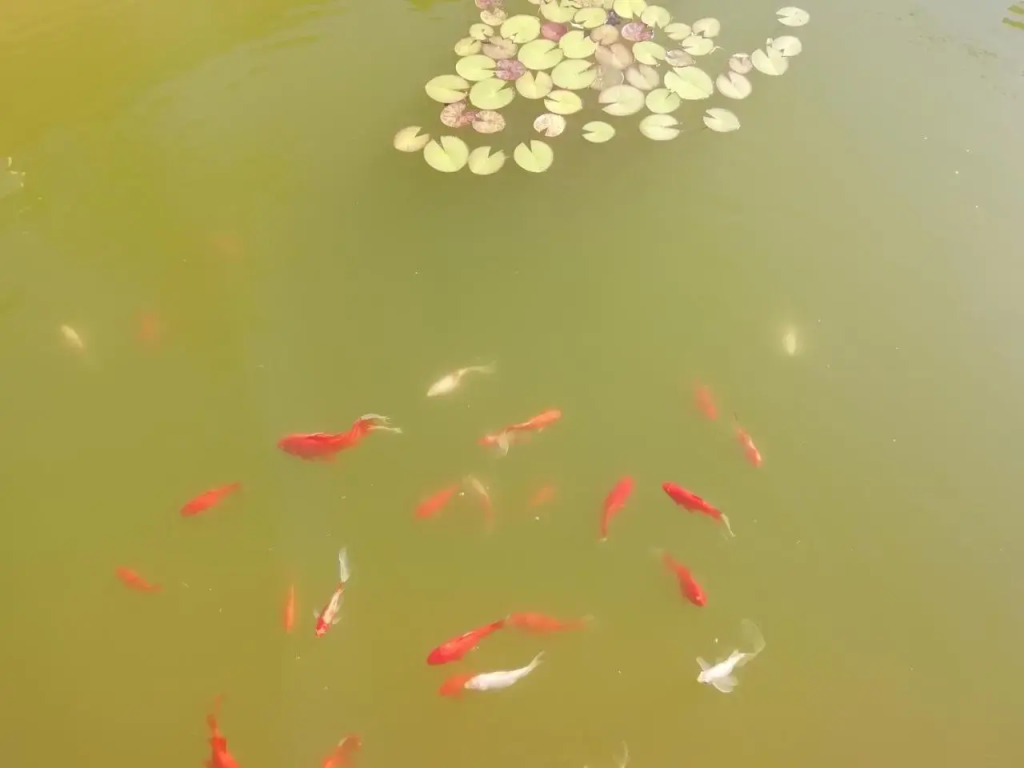 Villa Piros - фото 10