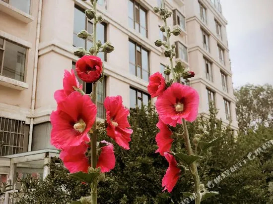 Haoyunke Apartment Hostel