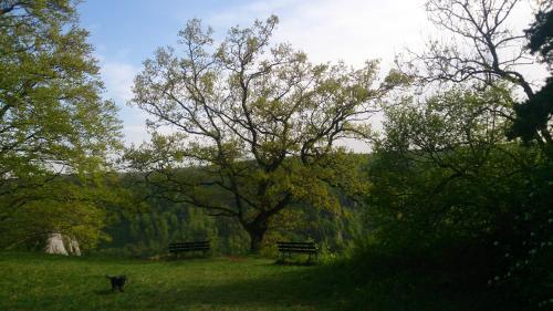 Image 31