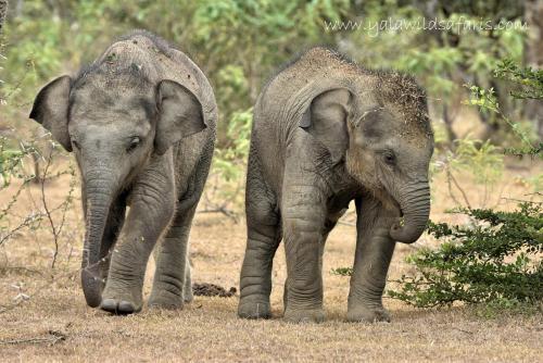 Ceylon Wild Safaris Yala