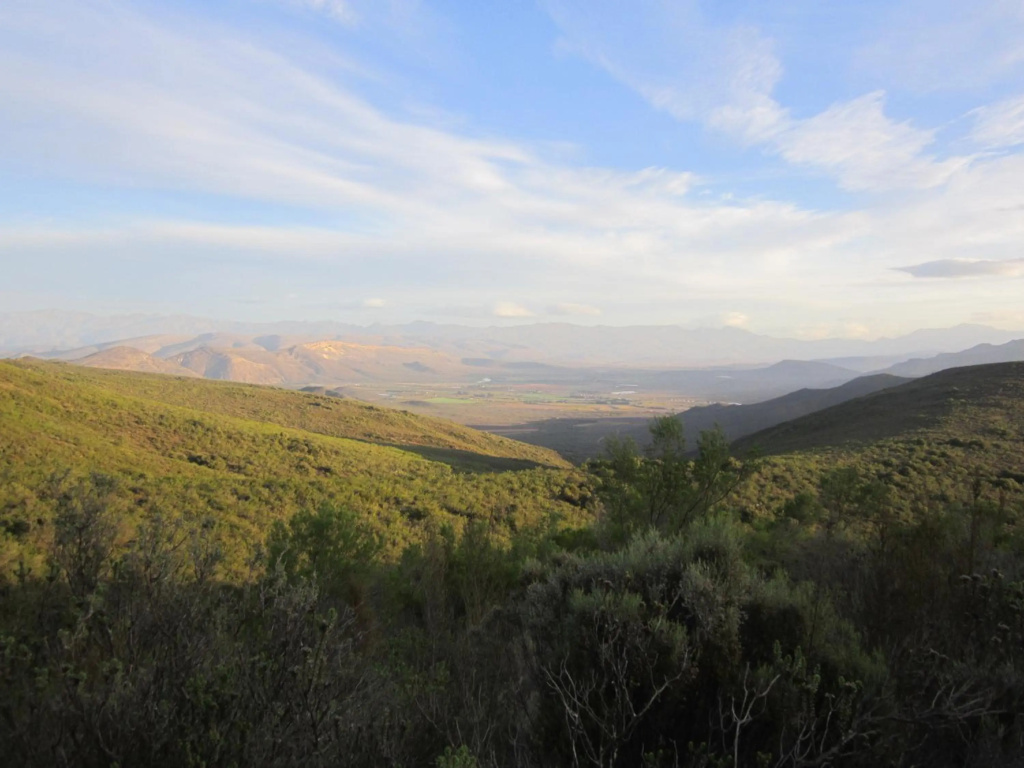 Orange Grove