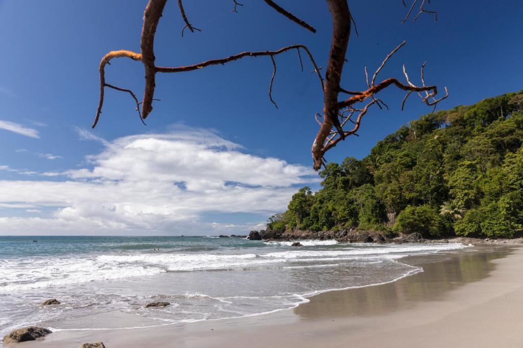 Arenas Del Mar Beachfront & Rainforest Resort picture