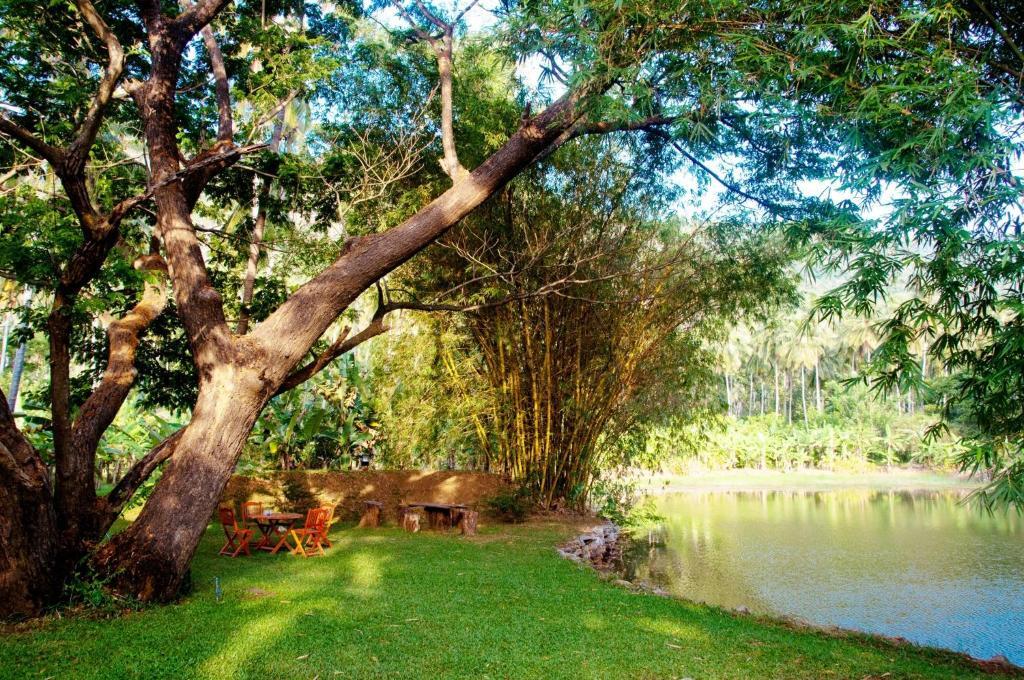 Raintree