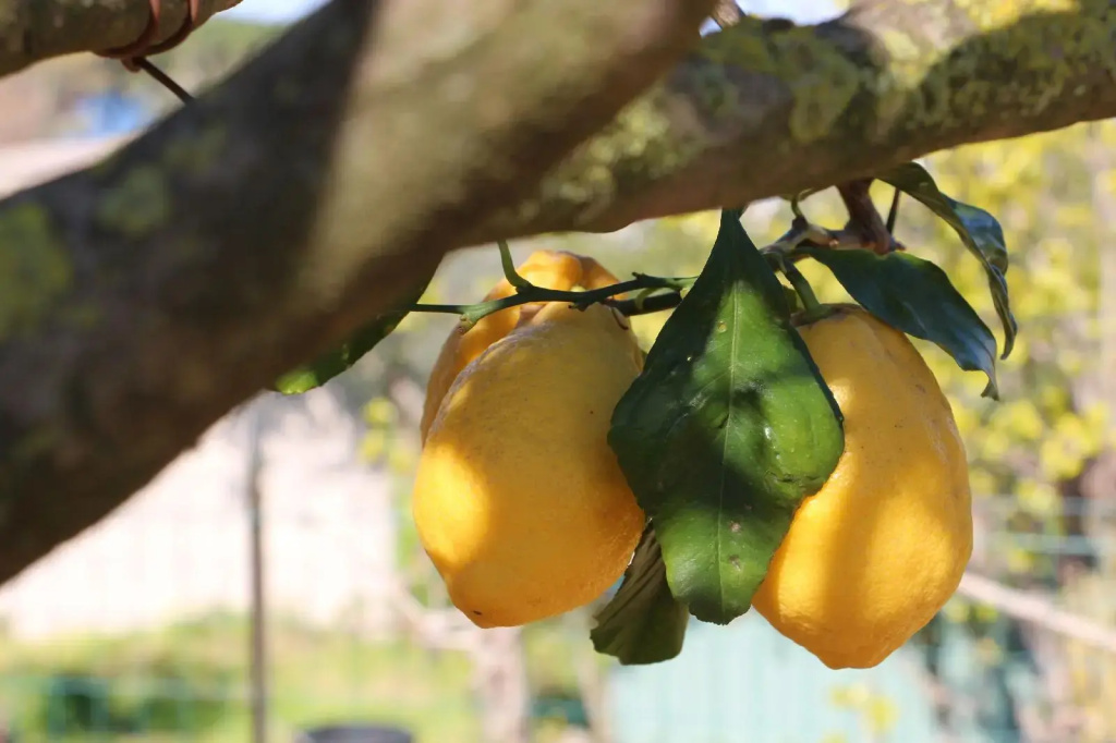 Hotel Al Mulino - Mediterranean Garden Retreat in AnaCapri - Général