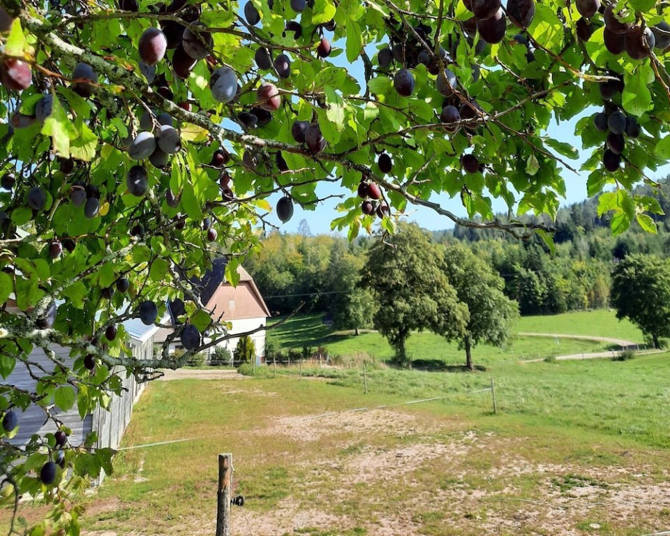 Sugar Farm Weideblick
