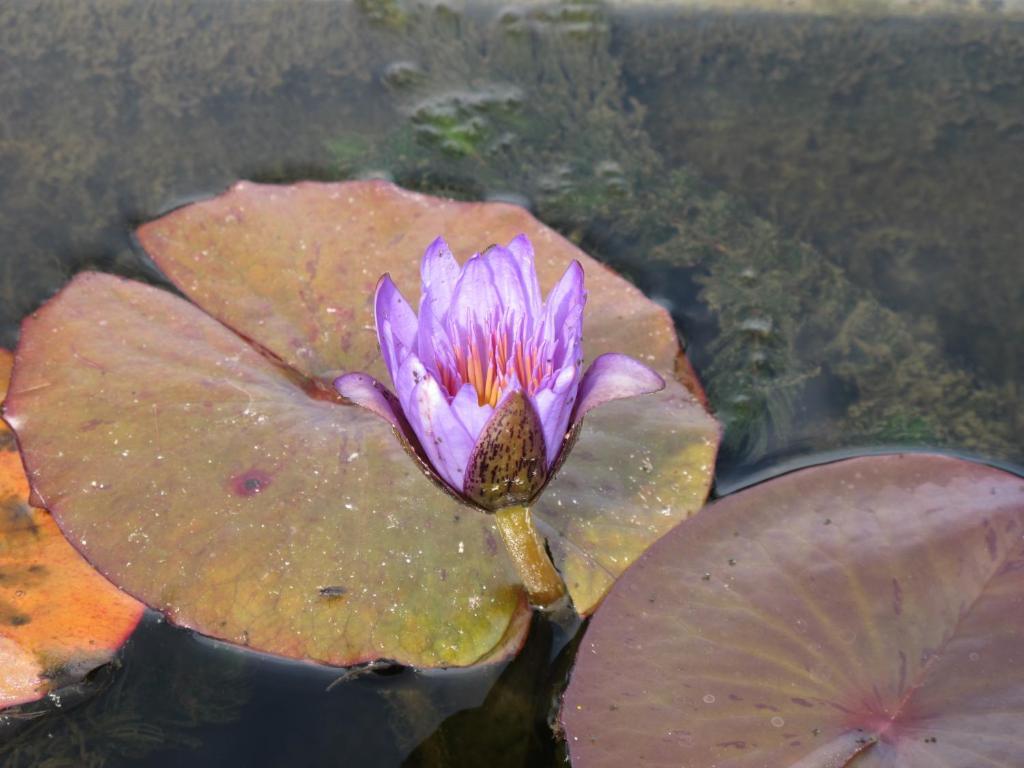 2 Bedrooms Superior Cottage