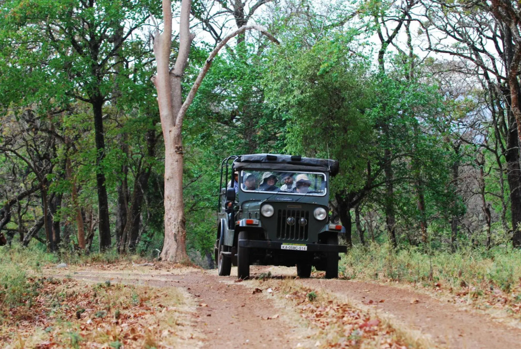 K Gudi Wilderness Camp-Jungle Lodges by null