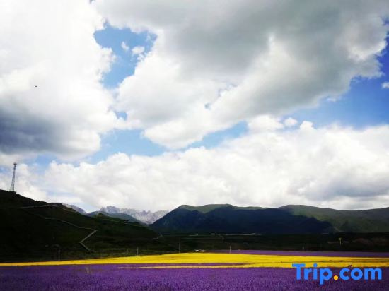 Lavender Hotel