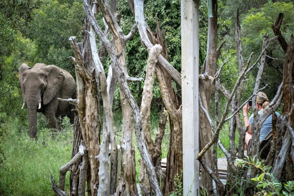 Simbavati River Lodge - Chambres