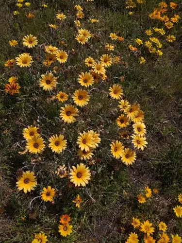 Rarangi Seaview On The Beach — фото