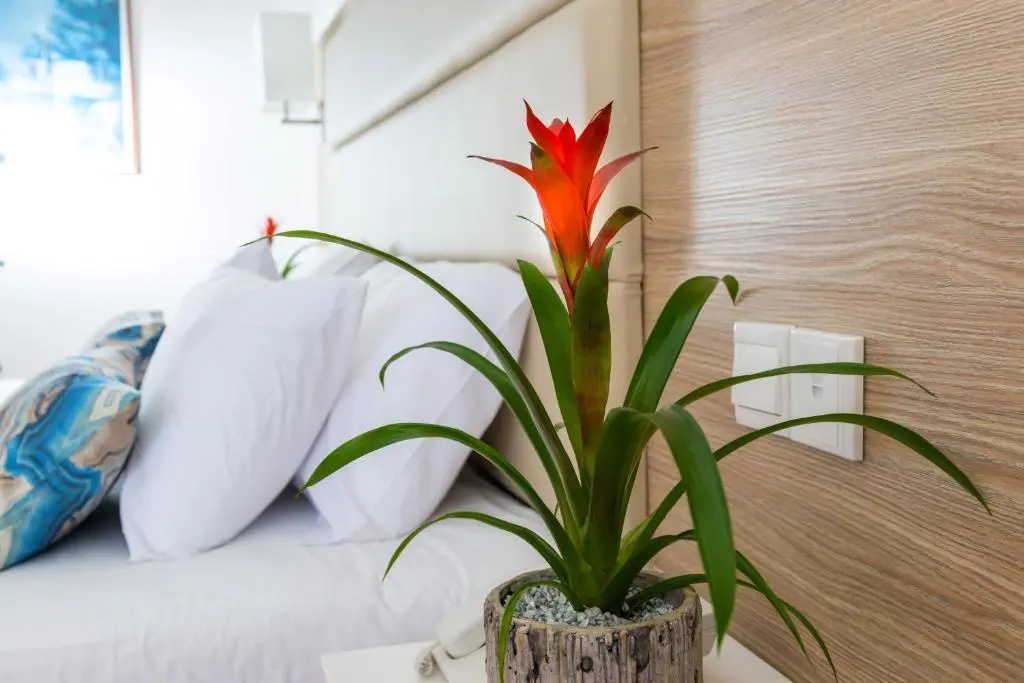 Ascos Coral Beach Hotel - Chambres