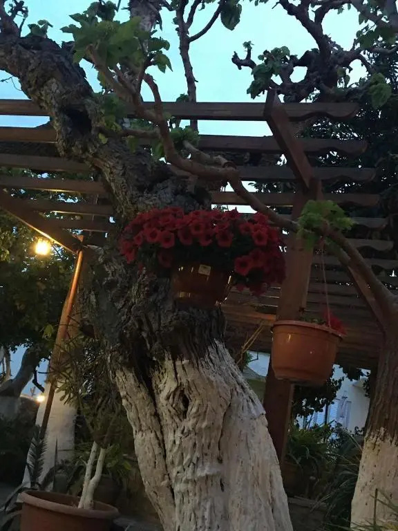 The Bunch Of Grapes Inn
