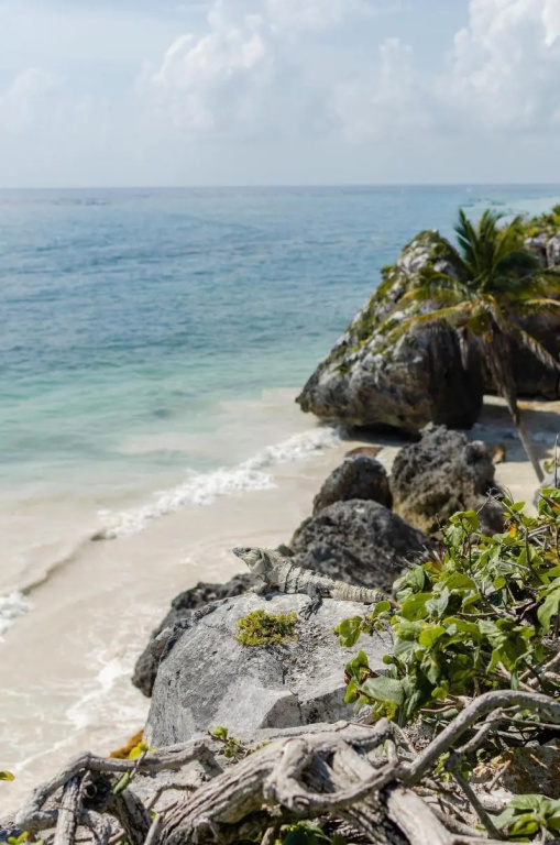 Radhoo Tulum Galeriebild 21