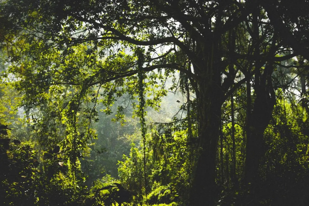 Paradise Wild Hills