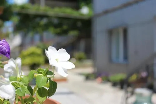 Taso's Guest House