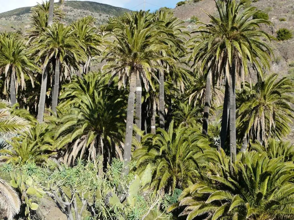 El Pirguan Holiday House, your oasis in La Gomera