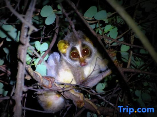 Mahoora Tented Safari Camp - Wilpattu