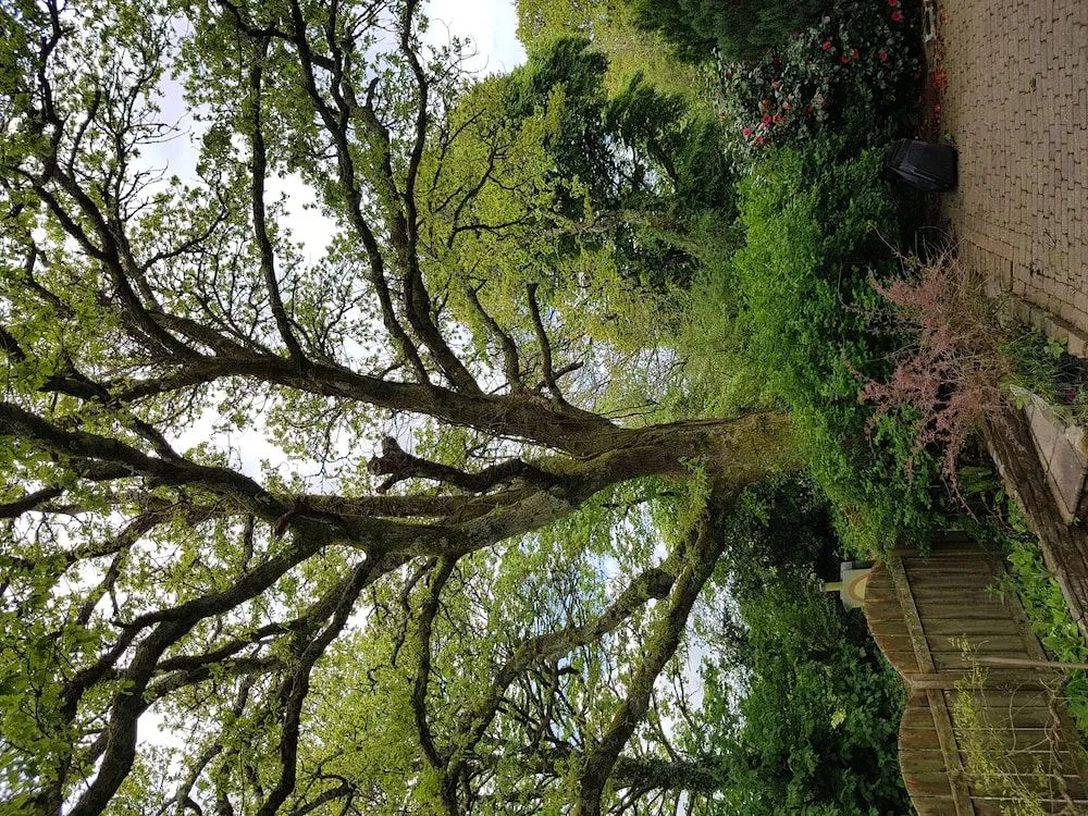 Meadow Oak