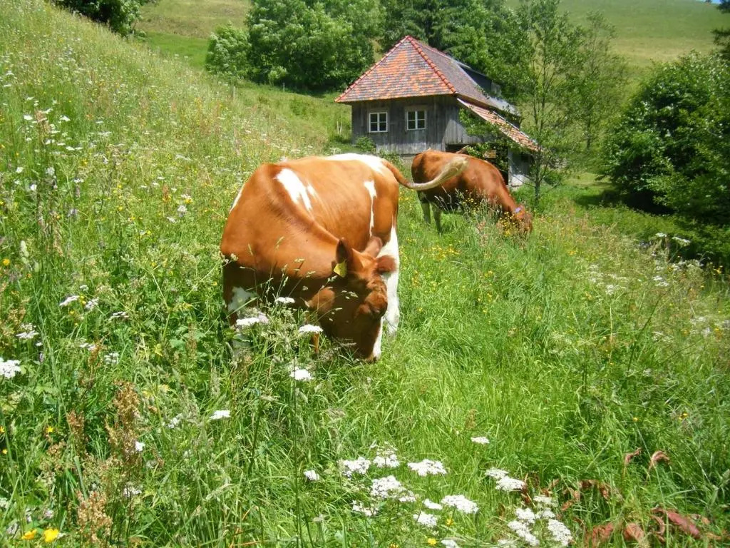 Brosihof