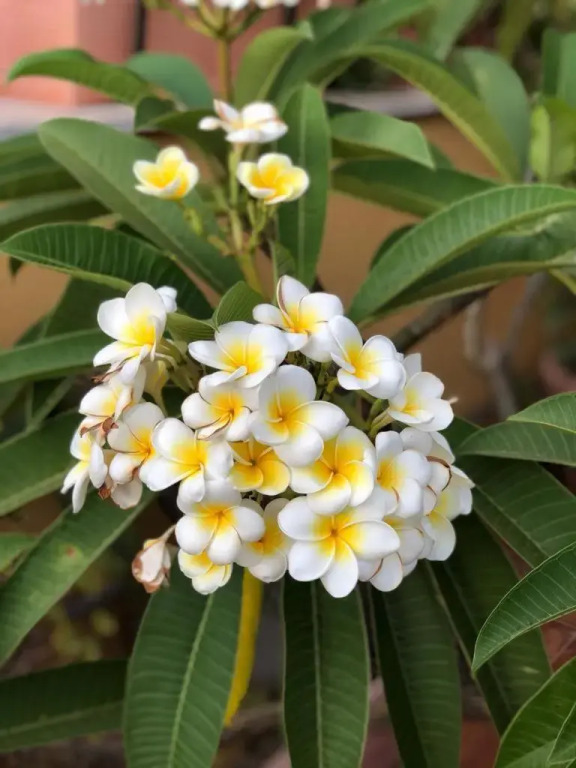 B&B Terrazze di Montelusa by null