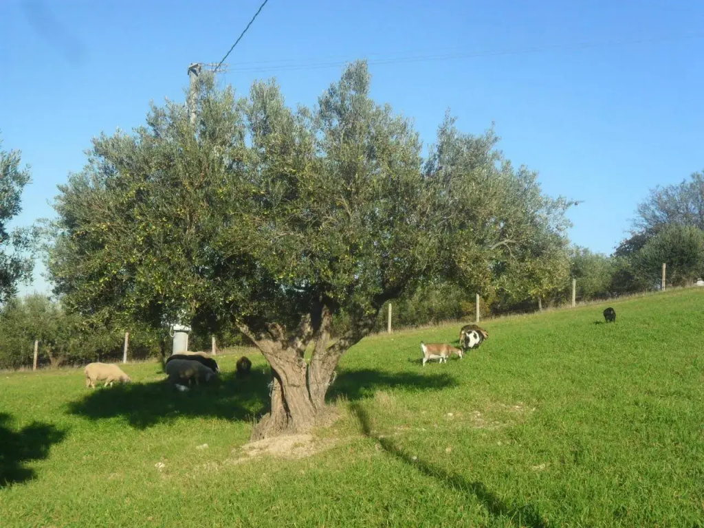 Colle Bianco