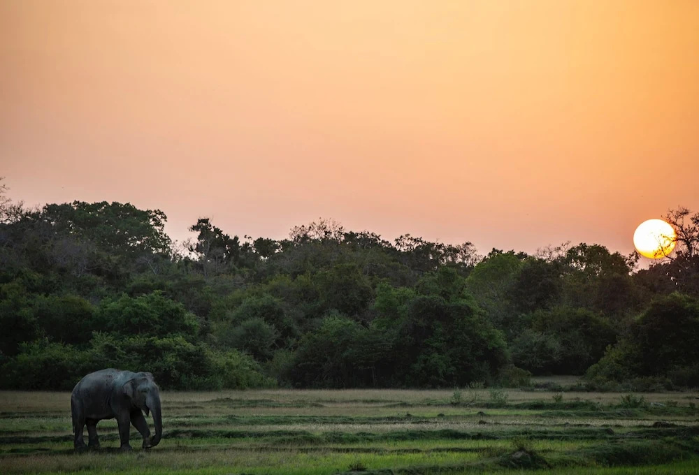 Waypoint Arugam Bay - Général