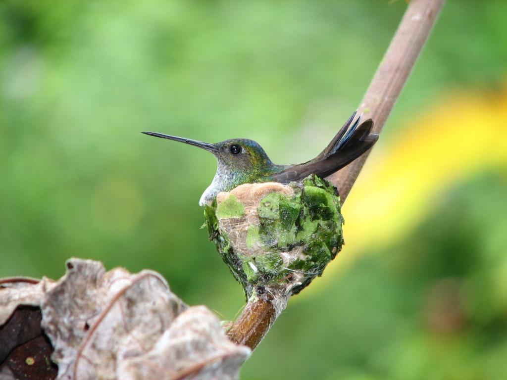 Danta Corcovado Lodge picture