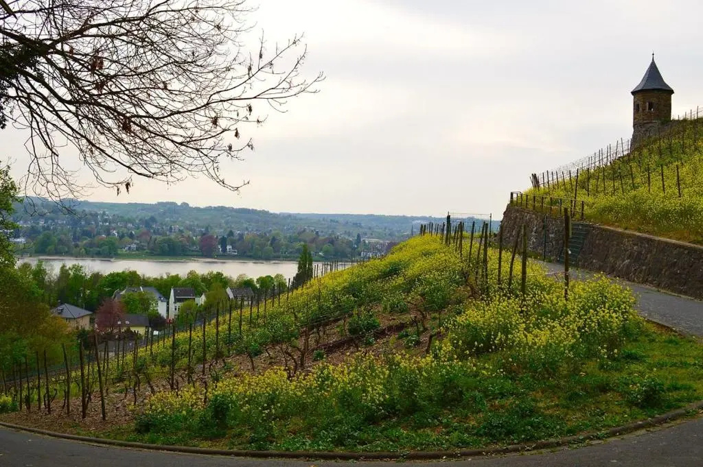 Weinhaus Hoff - Général