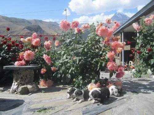 Mari Qushashvili Guest House
