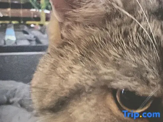 Yunshe Villa Hotel — фото