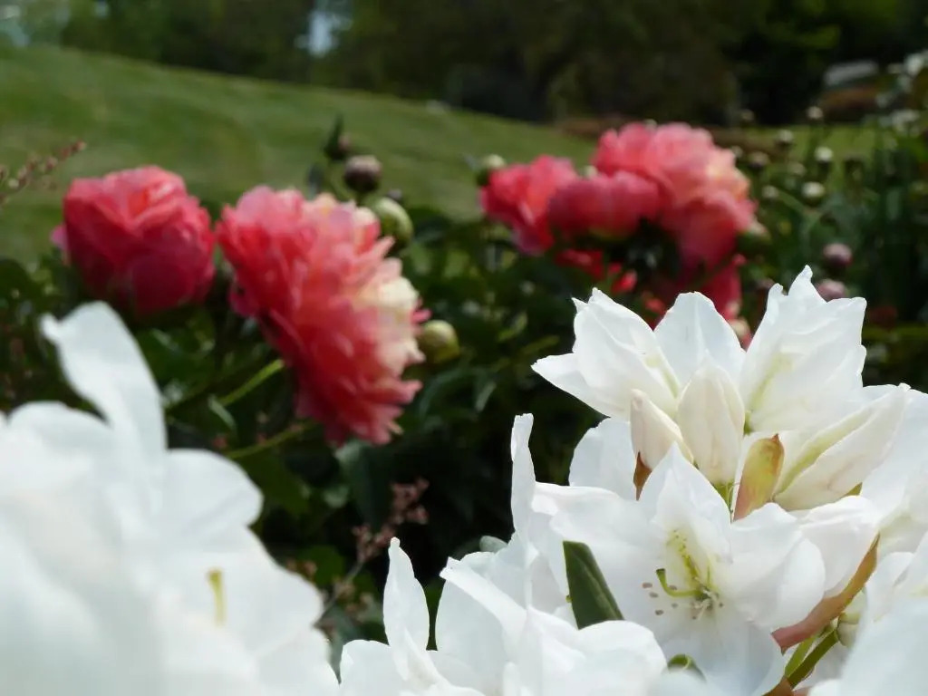 Deluxe Double Studio full double bed