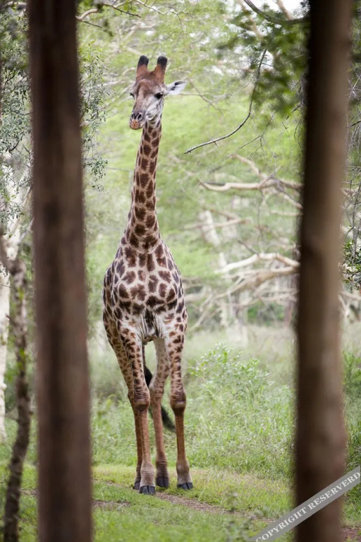 Ubizane Wildlife Reserve Safari Lodge & Tree Lodge — фото 4