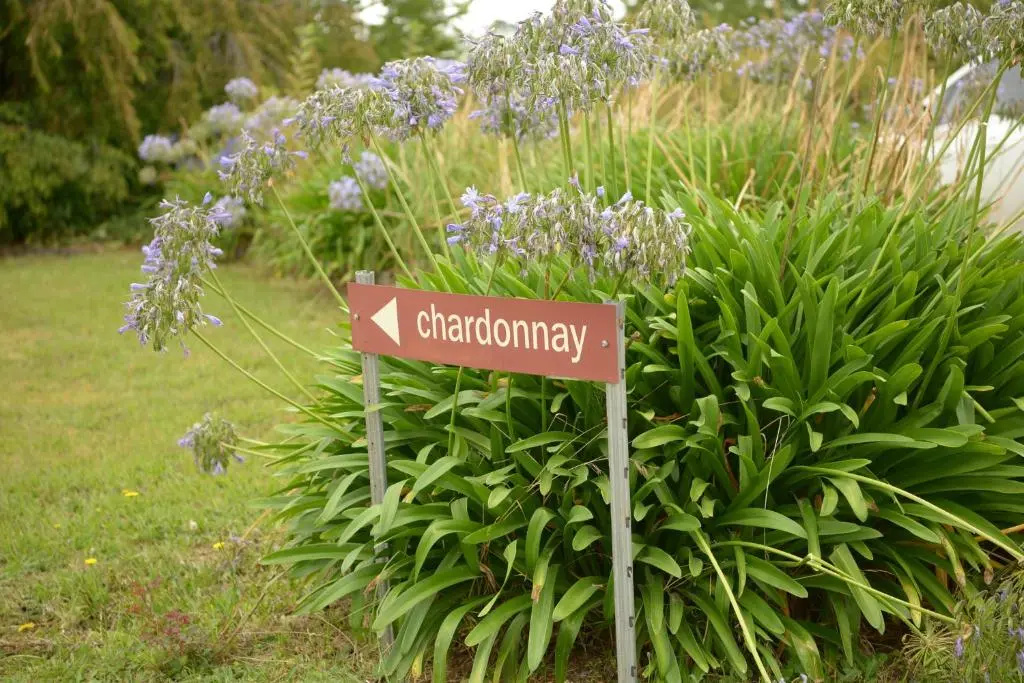 Borrodell Vineyard - Chambres