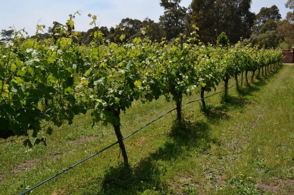 Island Brook Estate Vineyard and Chalets